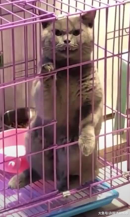 猫主将犯错猫咪关进笼子，猫咪在笼中的表情却吓得猫主不敢靠近