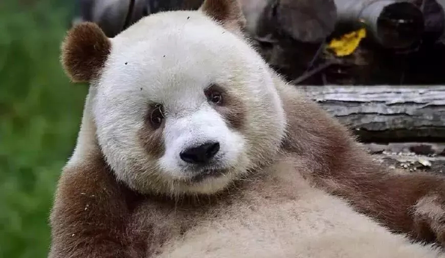 另类色号的动物盘点，粉色的海豚，紫色的松鼠，还有这些…