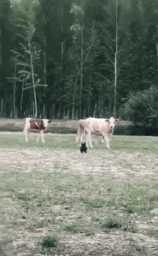 法斗冲进牛群中挑衅, 一分钟后的画面让人傻眼, 狗: 牛哥, 别追了