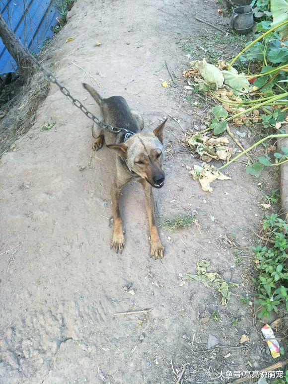 菜园子里拴了只土狗，除了主人谁都进不去，这下放心了