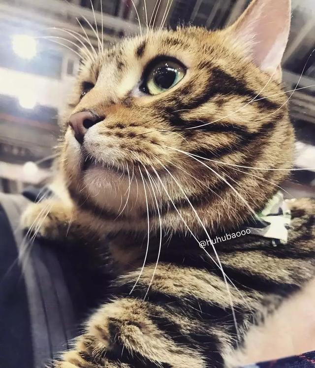 女朋友送了我一双假AJ后，结果没想到精彩的一幕发什了！