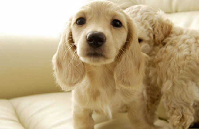 狗狗讨厌去宠物店，这些原因都在情理之中！