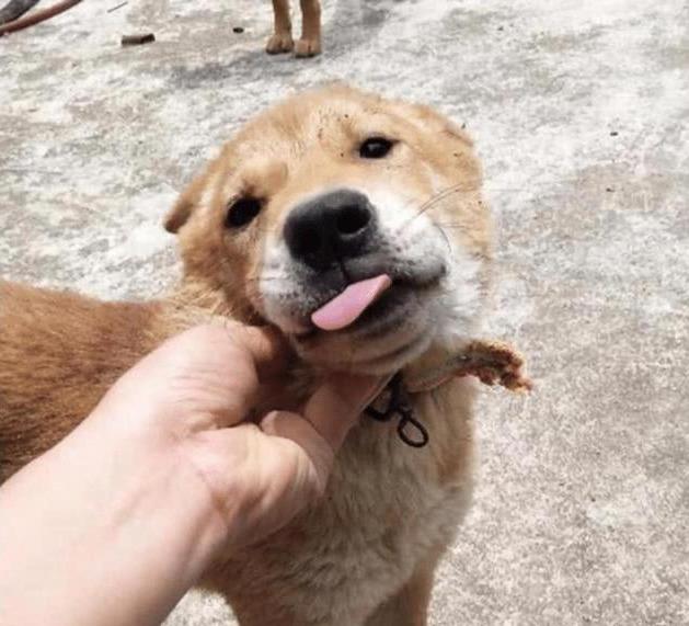 都快2020年了，还有主人用这些陋习养狗，是有多讨厌狗狗？