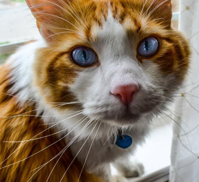 猫咪湿润的鼻子有什么作用？猫咪鼻子干是否就一定是生病了呢