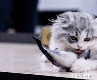 没钱给猫咪买深海鱼吃怎么办？