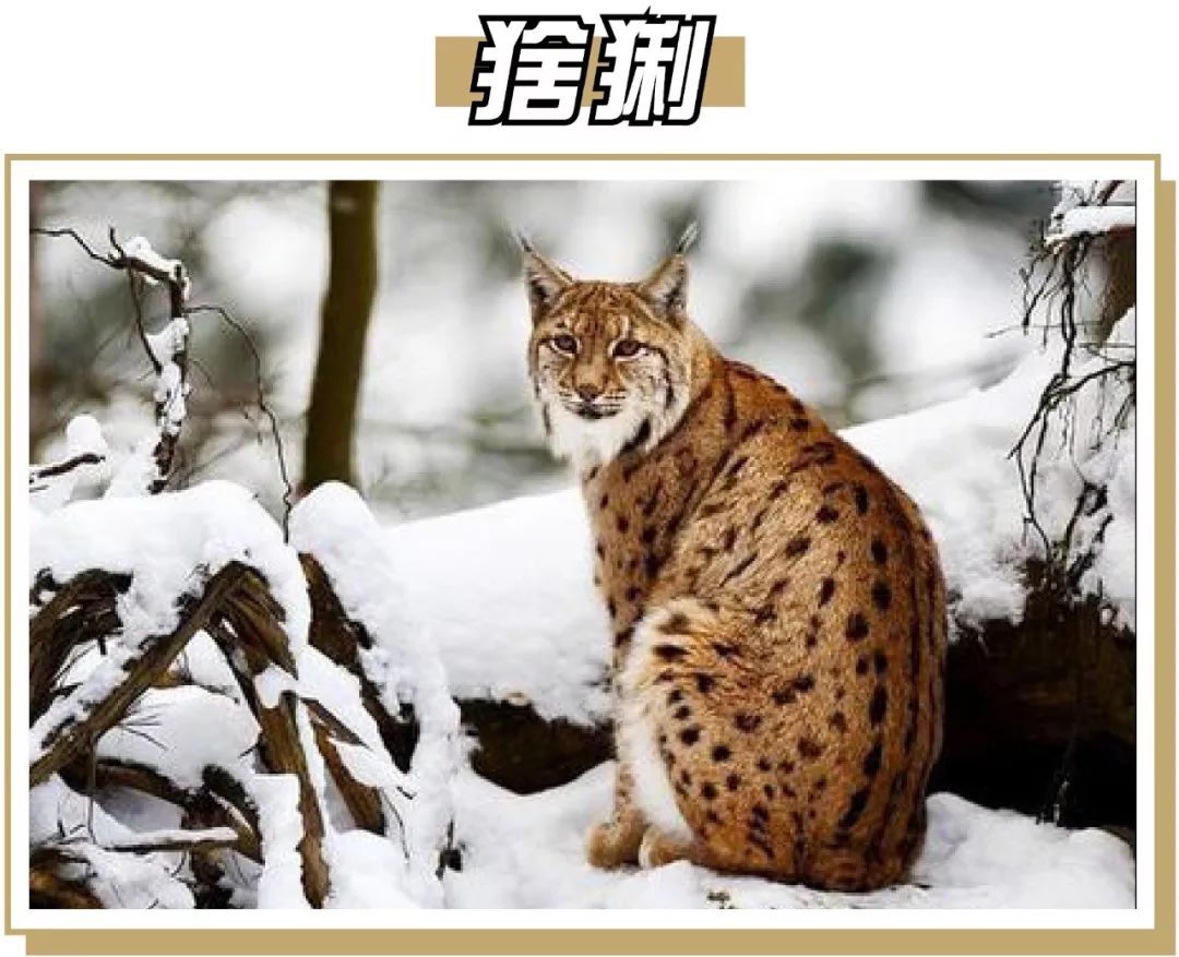 终极猫控听力试题！进来看看你能得几分？