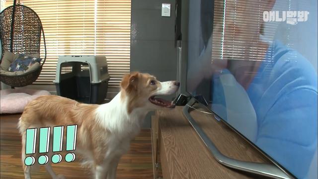 球迷狗狗, 一有足球比赛就守着电视不放, 电视上全是它的鼻痕