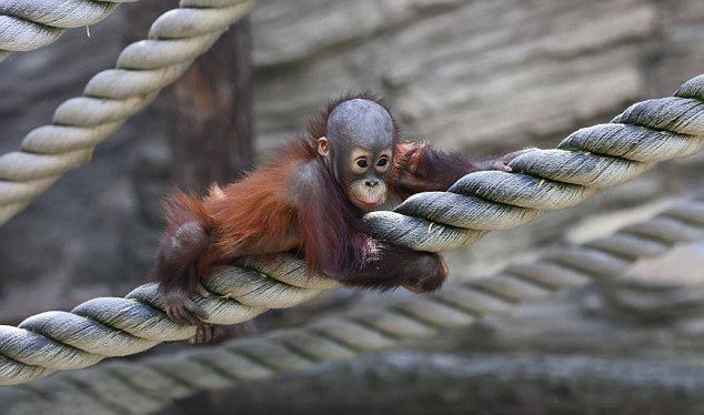 摄影师在动物园无意间拍下猩猩们的这一幕，简直太温馨了