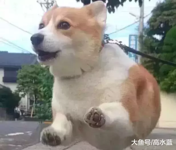 主人拍照记录柯基长大的过程，双腿完全没有变化，太魔性了