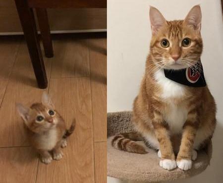 猫咪戴上纸袋假装劫匪，主人笑着投降，你们想打劫也没威胁感啊