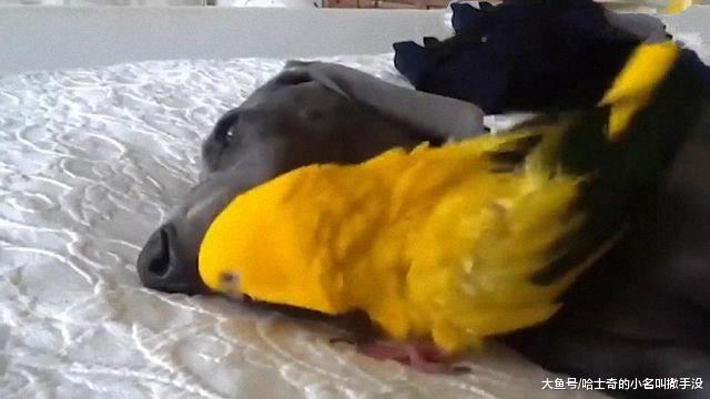 鹦鹉强行给狗狗剔牙，黑狗不乐意了，一头把鹦鹉给压在身下
