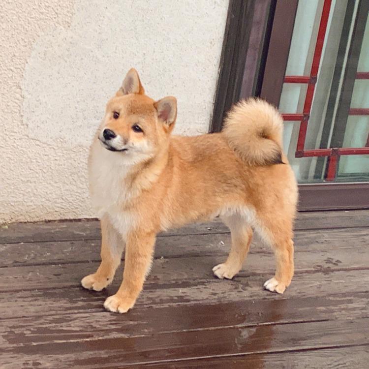 【宠物大学问】犬吃了驱虫药拉稀怎么办