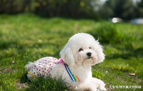 怎么照顾进入发情期的母狗狗？只要做好这几点，宠主就不用担心