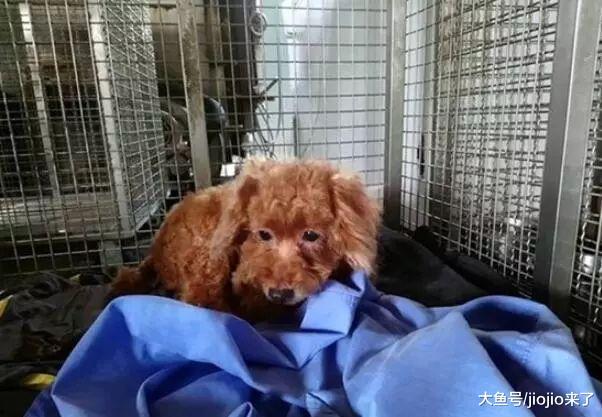 泰迪陪伴主人8年卻因狗血理由被遺棄，不知被棄的它還在原地癡望