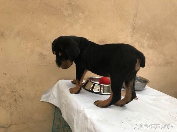 罗威纳因“脸大”被主人嫌弃，关在家里不让它出去玩儿