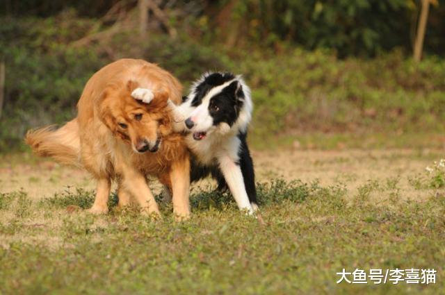 宠物越养越多背后的秘密，谁让铲屎官无法拒绝这四点益处的诱惑？
