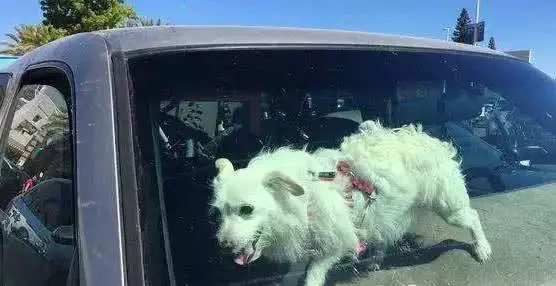 网友给金毛洗好澡后，放在太阳底下晒干，竟活活晒死...