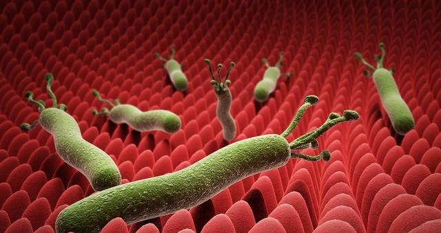 饭后一种叶子泡水喝，幽门螺旋全死光，多年胃病也好了