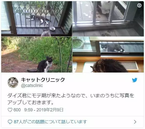 以前常常来串门的“猫客人”不再出现，时隔几年才知道…