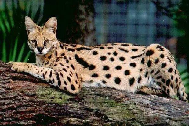 地球上10大最贵的猫品种，波斯猫排第五，第一卖到了60万元