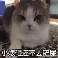 出血熱高發季來了，荷蘭豬有危險了