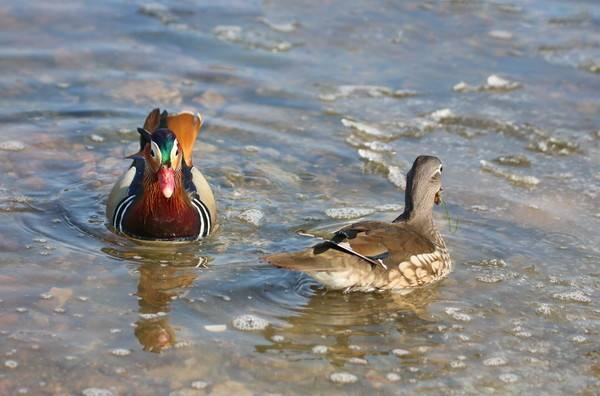 猫头鹰替水鸟养了后代，为何大多鸟类会“为他人做嫁妆”？