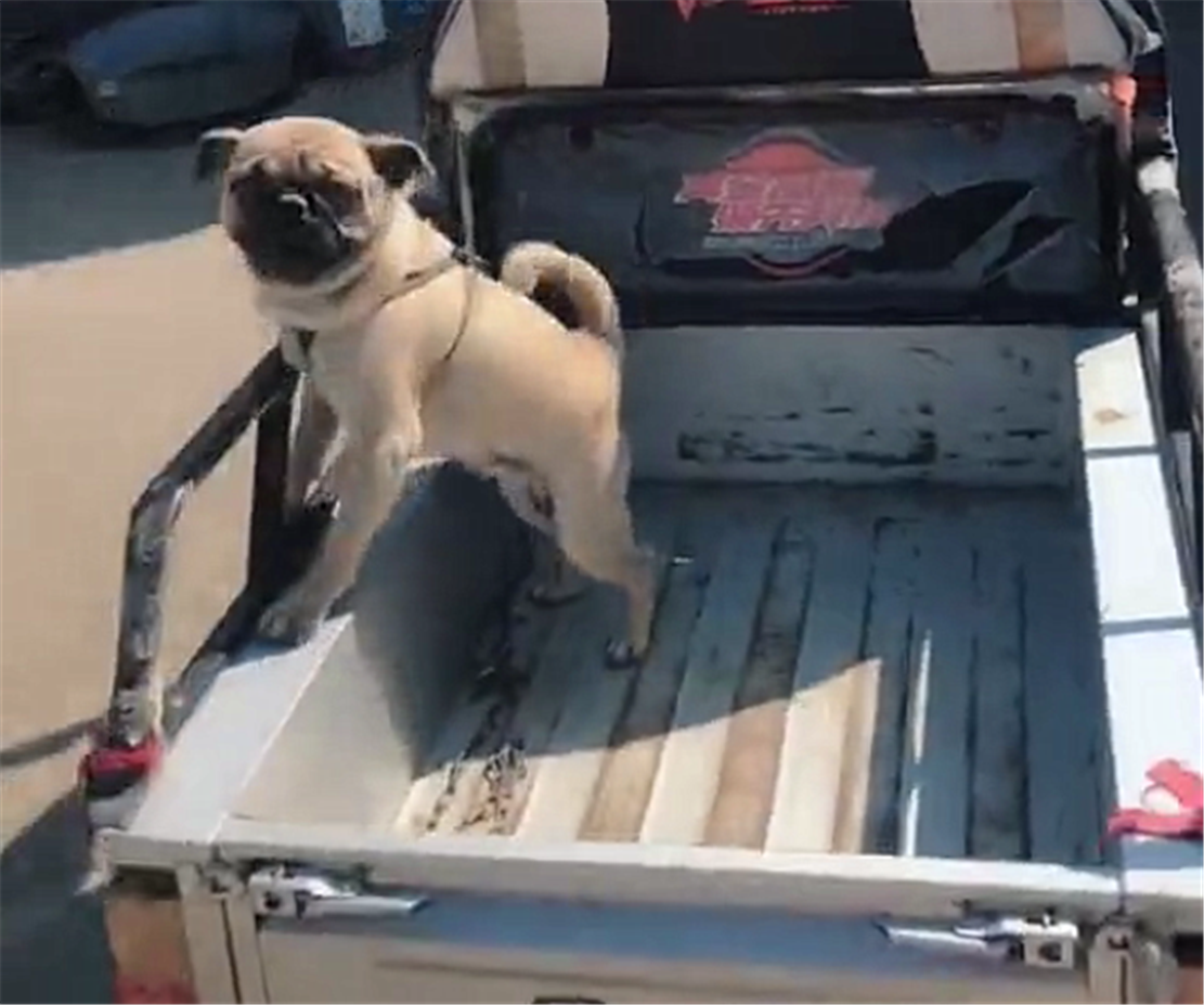 村里广播给草狗打疫苗，爷爷骑着三轮带狗子前往，狗：我不想打针