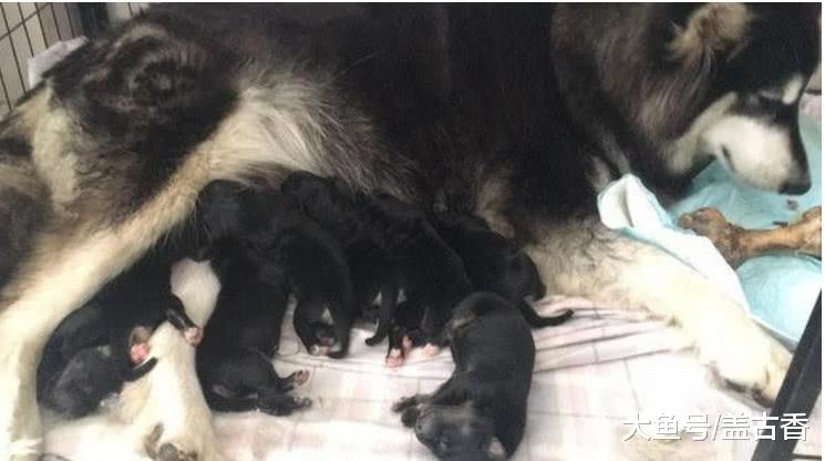 阿拉与金毛擦出火花，不久后却生下一窝黑狗，主人：金毛基因呢？