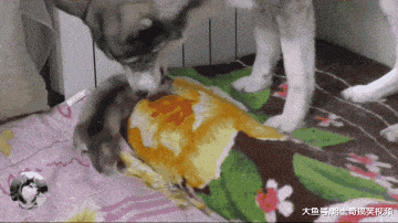 小二哈到处乱爬, 狗妈捡回时却漏了一只, 生几只都不懂吗?