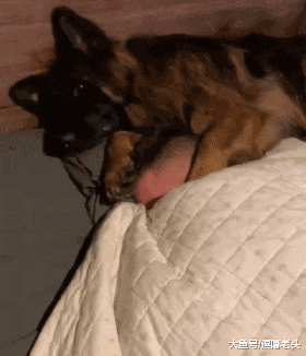 德牧外表凶悍，其实内心温柔，你喜欢德牧吗？