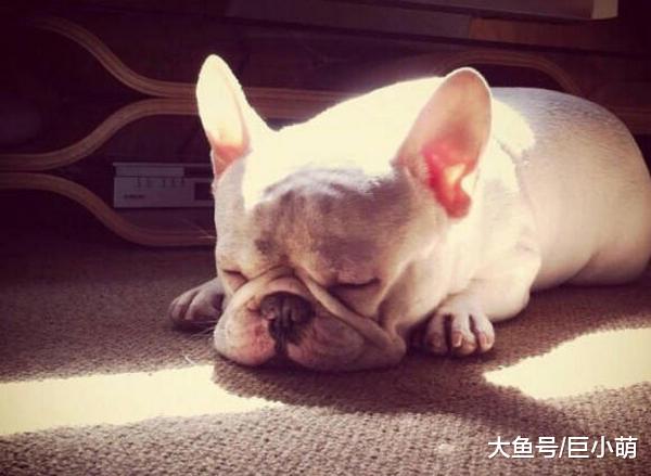 狗狗睡觉时候抽搐，可能是这4个原因，可不仅仅是缺钙