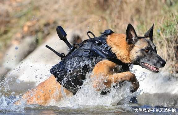 狗狗把你当成主人，它会有这几个表现