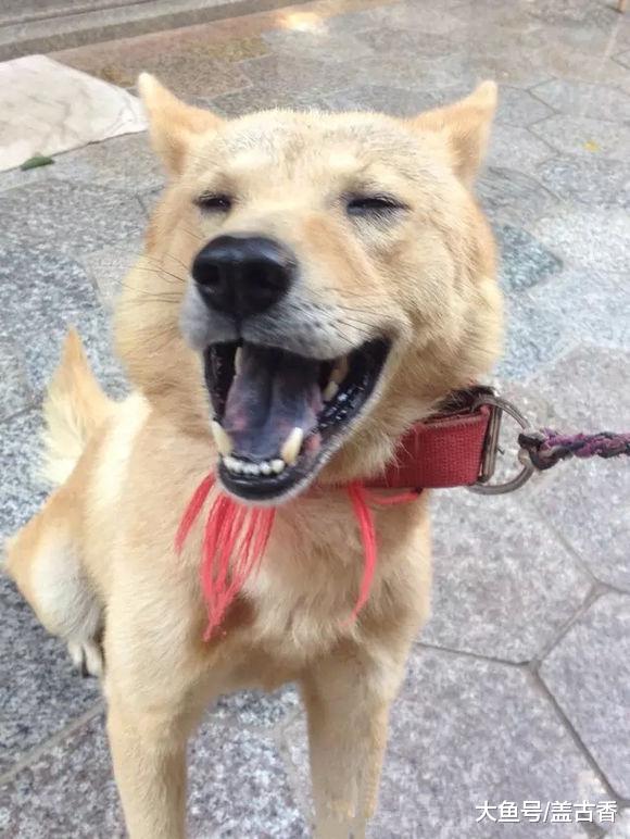 土狗不顾主人反对，大雨也要出去，当看清它叼回来的东西才明白