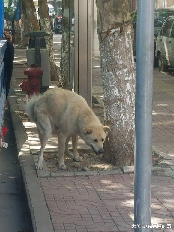 土狗随地大便，拉完扬长而去，丝毫没有觉得不好意思