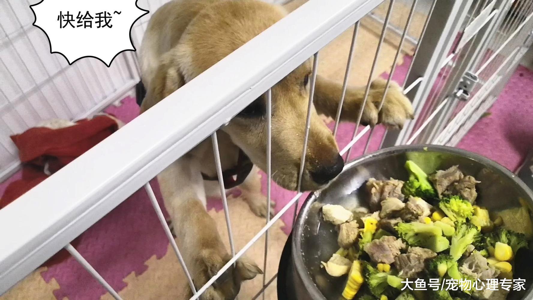 兩腳獸們出去年度聚餐，也不忘讓寵物吃上美味過大年，不料看饞了