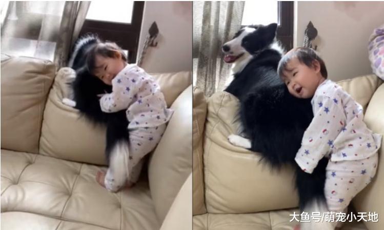 11个月妹妹热爱边境牧羊犬的极品毛屁屁, 嘟嘟脸磨蹭露出幸福灿笑