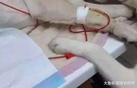 哈士奇爱上了拉布拉多，生下儿子“哈拉多”，长得太神奇，基因从中间劈开各占一半