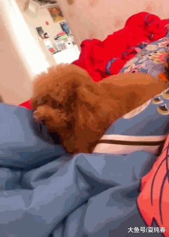 主人给比熊穿衣服，拉拉妒忌不让穿，拉拉：快把衣服脱掉……