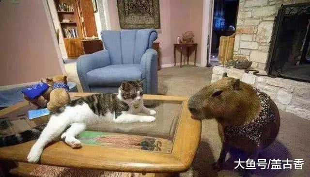 女子养了只“巨型老鼠”，每次带出门去散步，路人看了都绕道走！