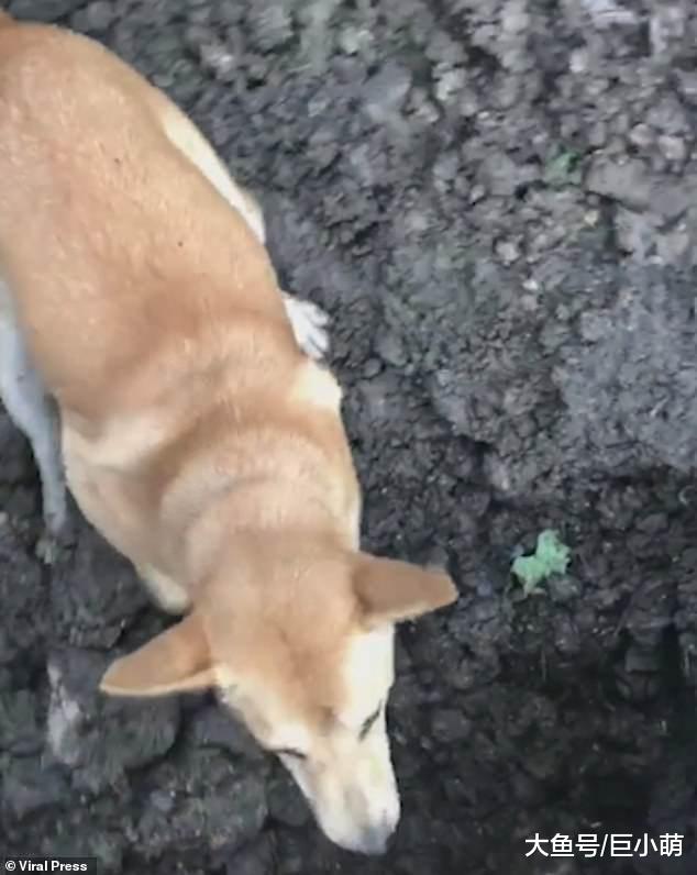 主人埋掉去世的老狗，另一只狗狗疯狂刨土，不要躺着快起来玩儿