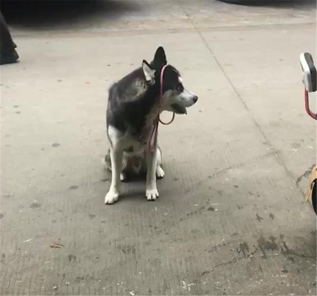 家里吃大餐，二哈蹲在飯桌前蠢蠢欲動，主人的舉動亮了……