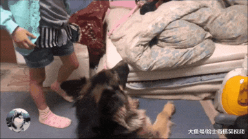 德牧才4岁，却当了小主人3年的“闹钟”，狗：该起床上学了