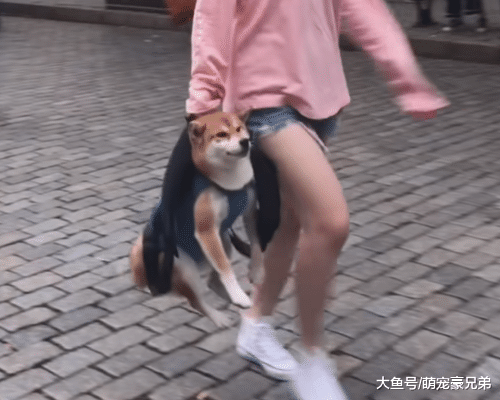 逛街偶遇女孩遛狗，看到遛狗方式笑喷，狗：我只想好好走个路