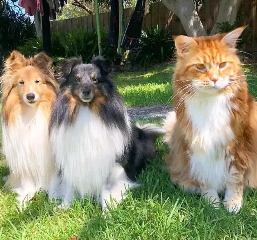 本想养个小可爱，没想到，这货居然破了吉尼斯世界纪录！