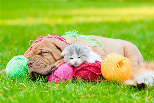 宝藏男孩窦骁为什么不养宠物？什么人不适合养宠物？