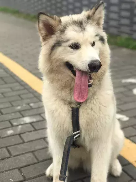 憤怒！超美雪橇犬兩度遇上無良主人，面目全非...