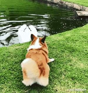 柯基爱上了白天鹅，奈何人家瞧不上矮子：腿长8厘米也配追我！