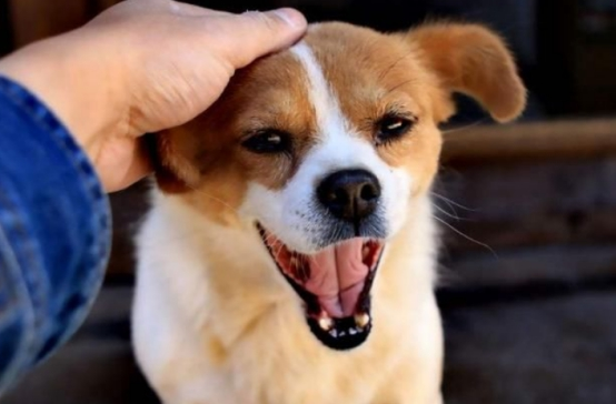 家里总是有一种狗尿味怎么办？这些解决方法你都知道吗？