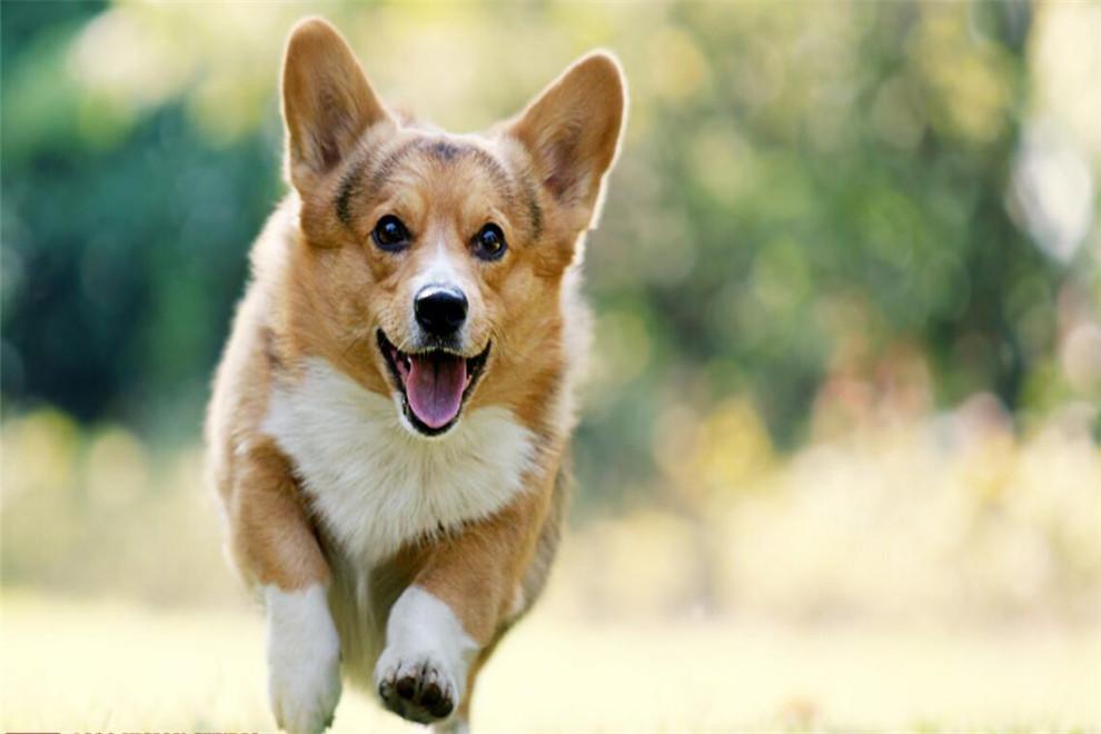 做錯事的柯基犬，只用一招就逃避了懲罰，真是只聰明的狗子