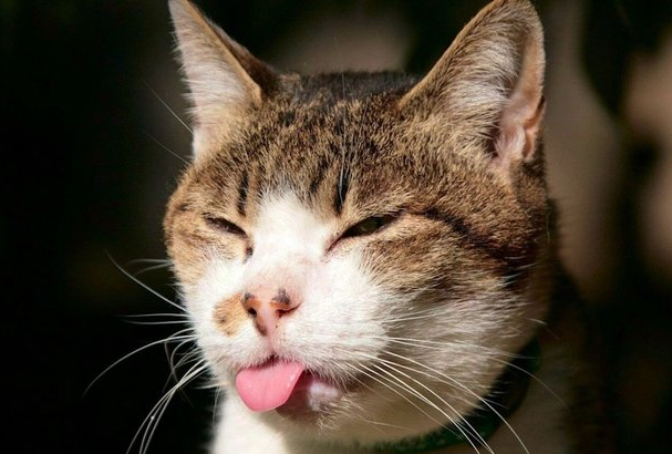 为啥人们总叫猫咪是猫主子，而从不叫狗狗是狗主子？这其中有什么秘密呢？